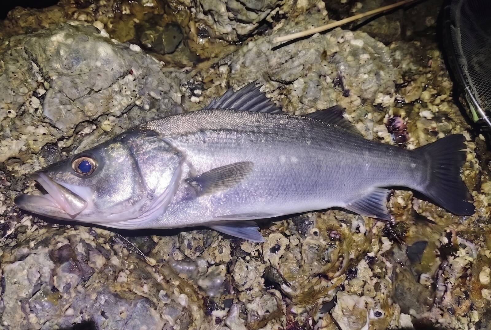 釣れすぎ注意！ヒラスズキ向け反則級ワームおすすめ3選｜ボウズ逃れの