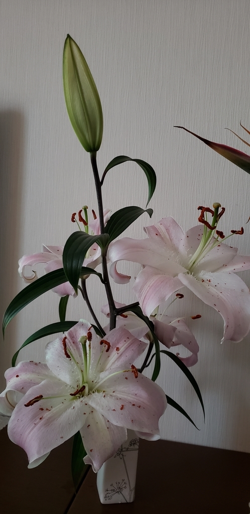 f:id:sbtym:20190313132115j:plain