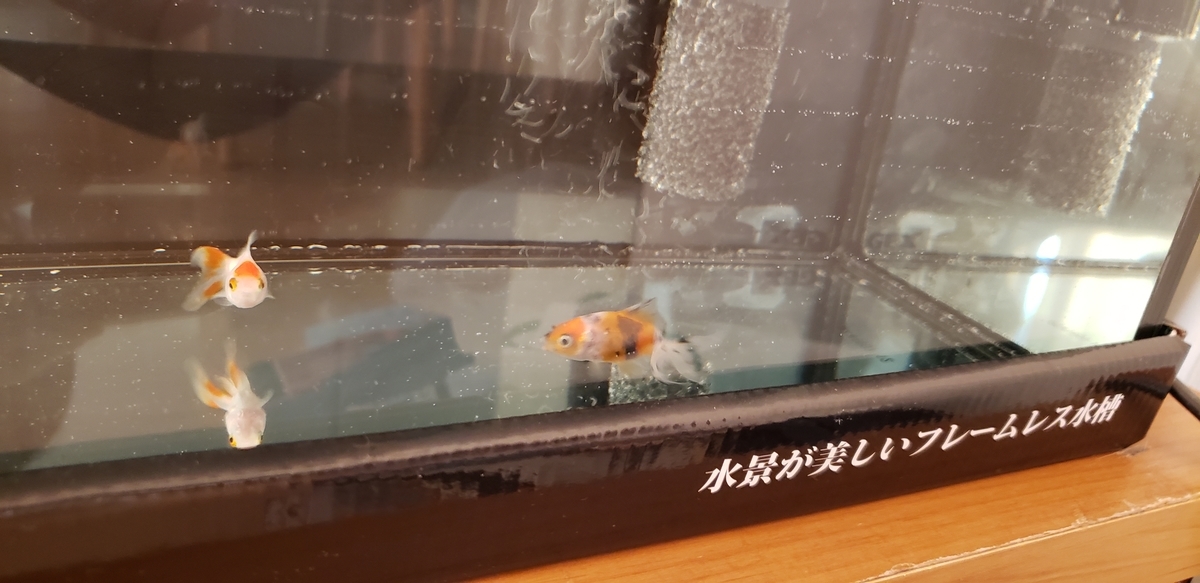 f:id:sbtym:20191005204008j:plain