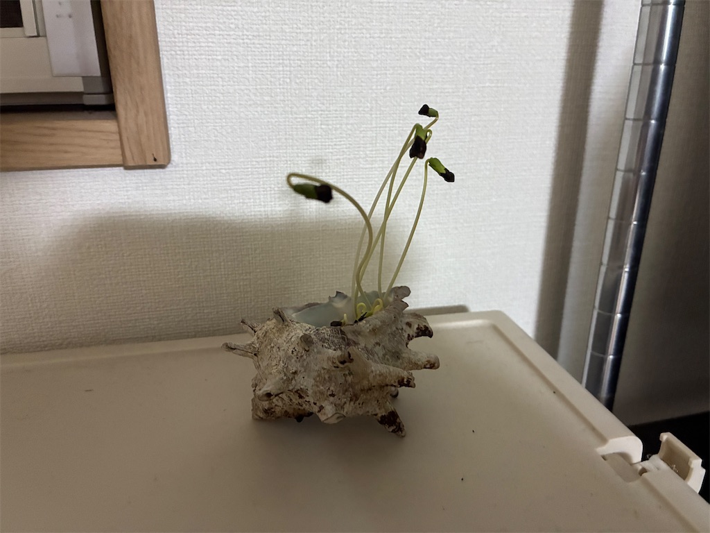 f:id:scapegoat422:20251231230041j:image