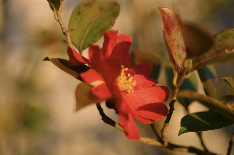 f:id:scarlet_violet:20190526215534j:plain f:id:scarlet_violet:20190526215534j:plain