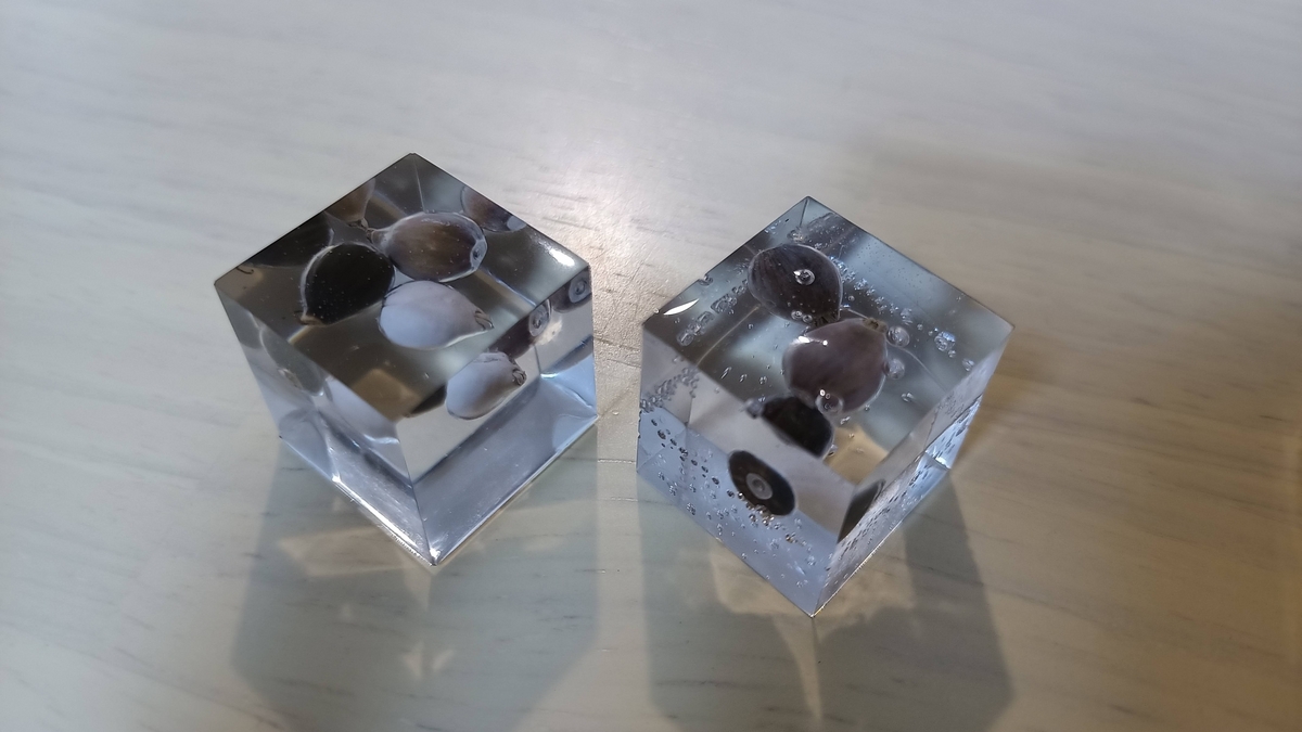 Amazon | [透明標本制作所]樹脂封入 標本 イカ Aタイプ 烏賊