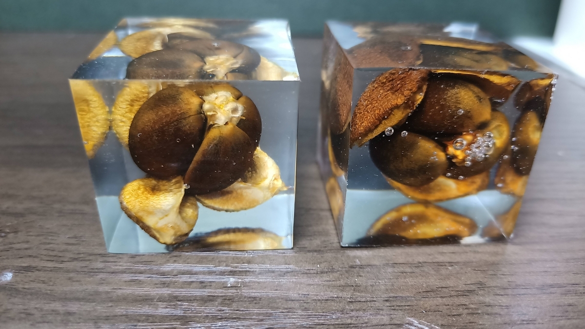 エポキシレジンで作った封入標本紹介 - 家の事とか素人DIYとか
