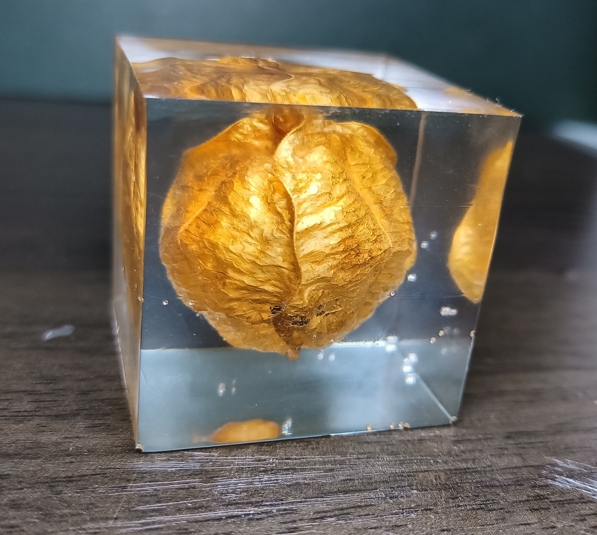 エポキシレジンで作った封入標本紹介 - 家の事とか素人DIYとか
