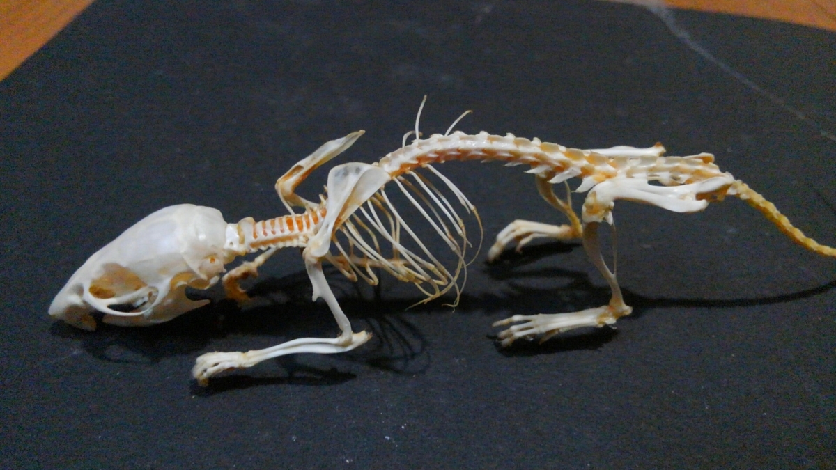 ウサギの骨格標本 - 動物の骨格埋め込み標本ウサギの骨格天然骨モデル