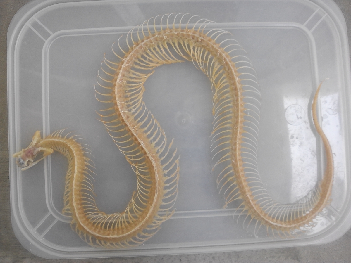 マムシ 骨格標本 マムシ 骨格標本