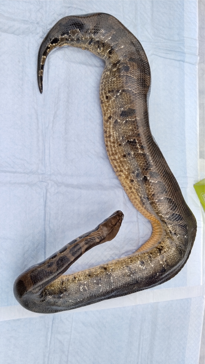 マムシの標本 【公式通販】