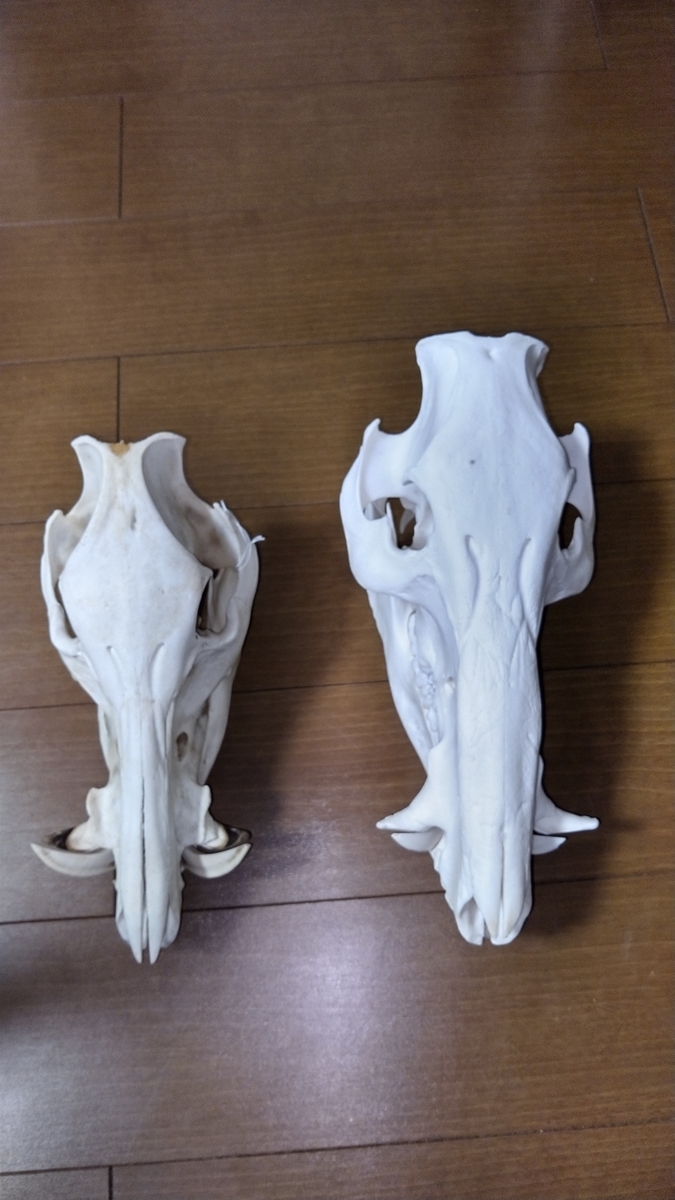 イノシシの比較 - スカベンジャーの標本部屋