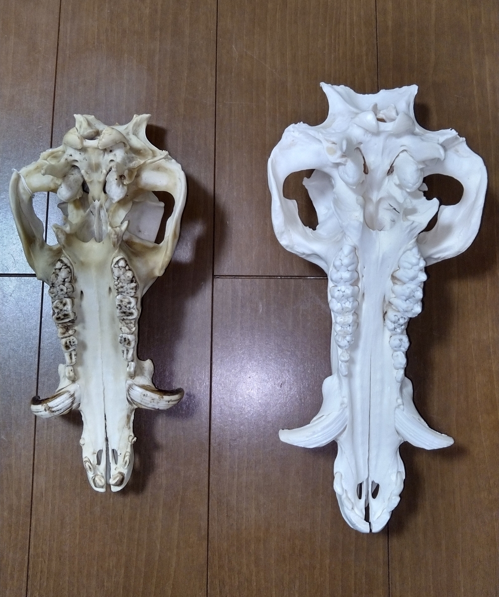 イノシシの比較 - スカベンジャーの標本部屋