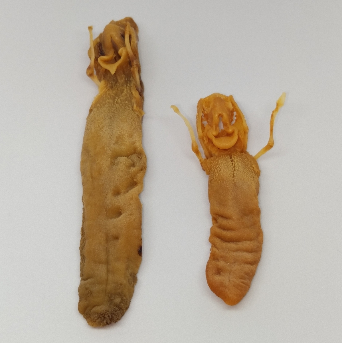 テンガイハタ 特殊グリセリン標本 テンガイハタ 特殊グリセリン標本