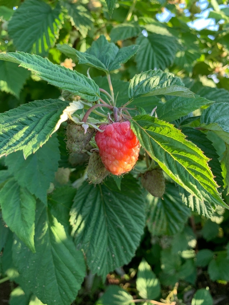 f:id:sccmx037:20200709175610j:plain