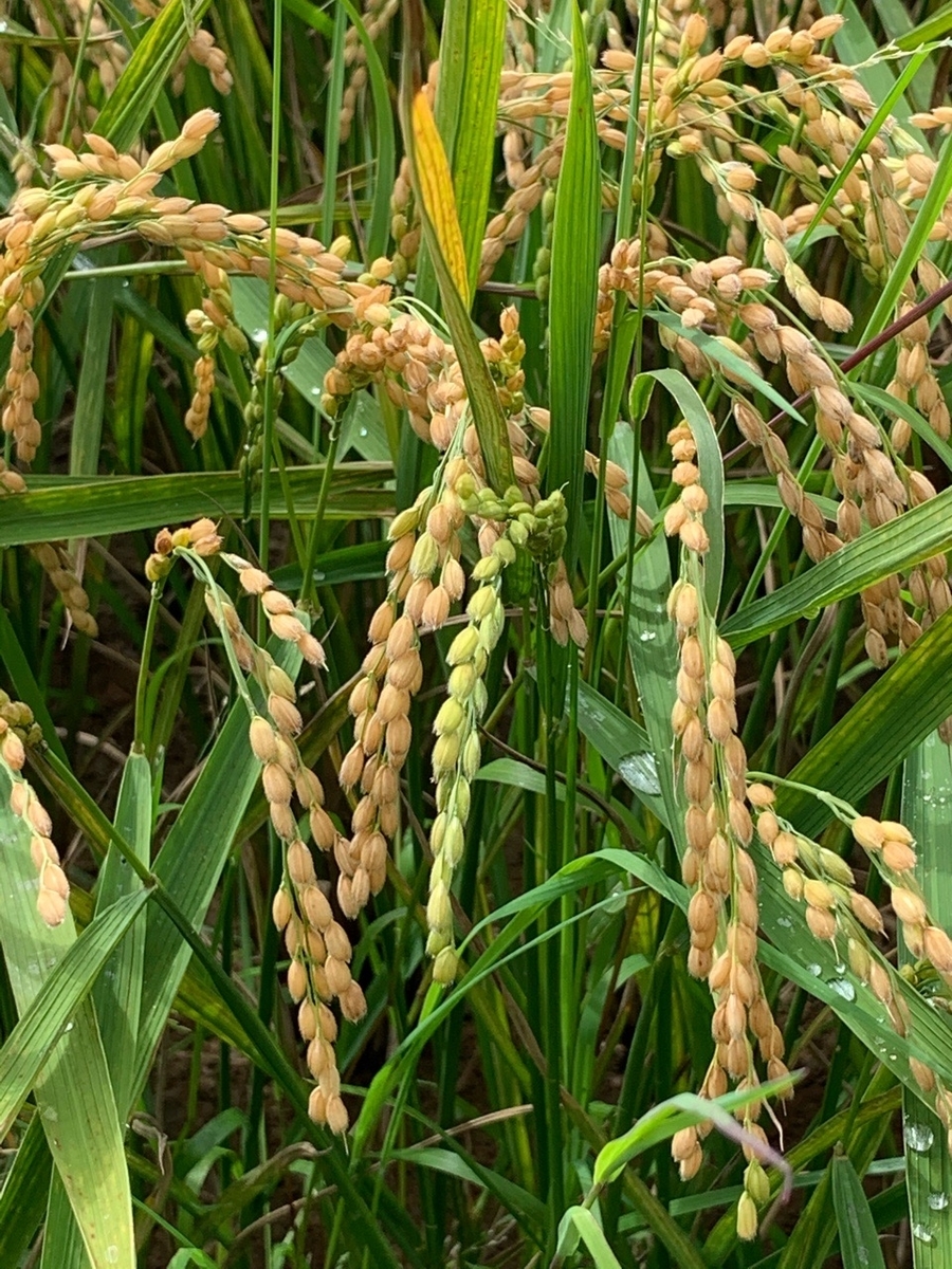 f:id:sccmx037:20200908191448j:plain