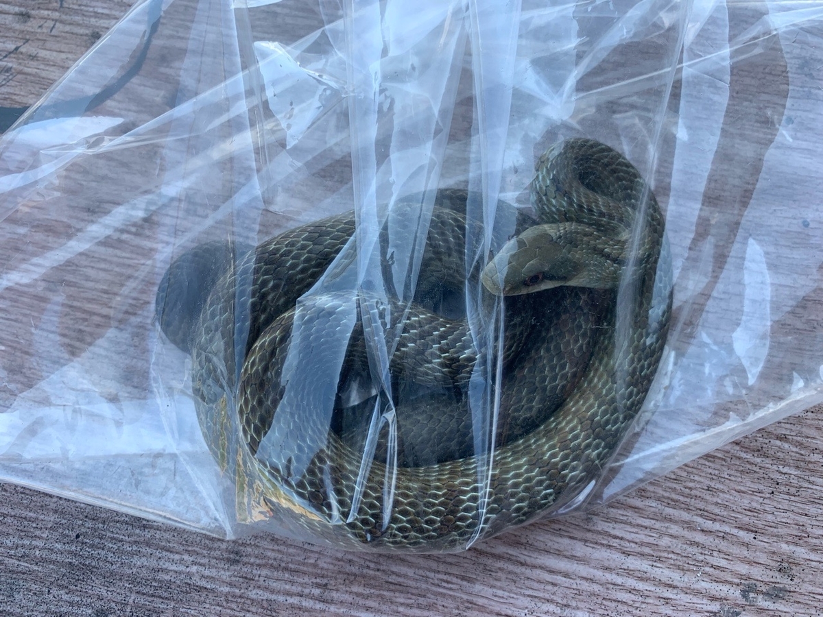 f:id:sccmx037:20210905142240j:plain