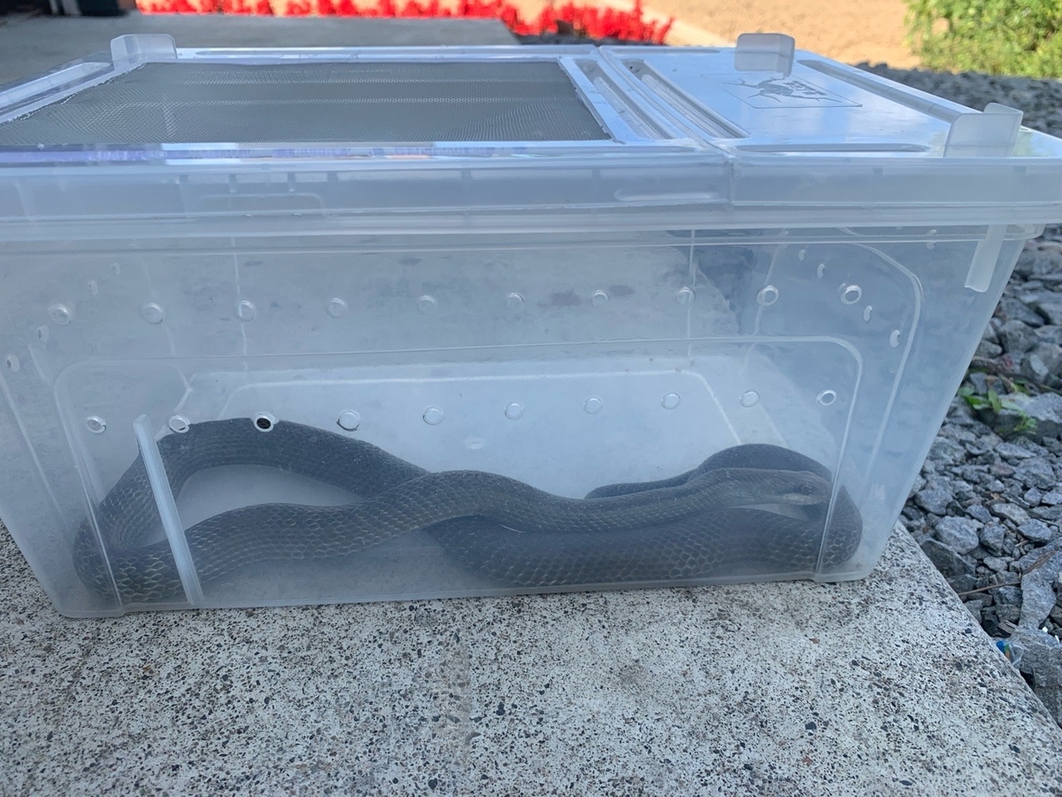 f:id:sccmx037:20210905143412j:plain