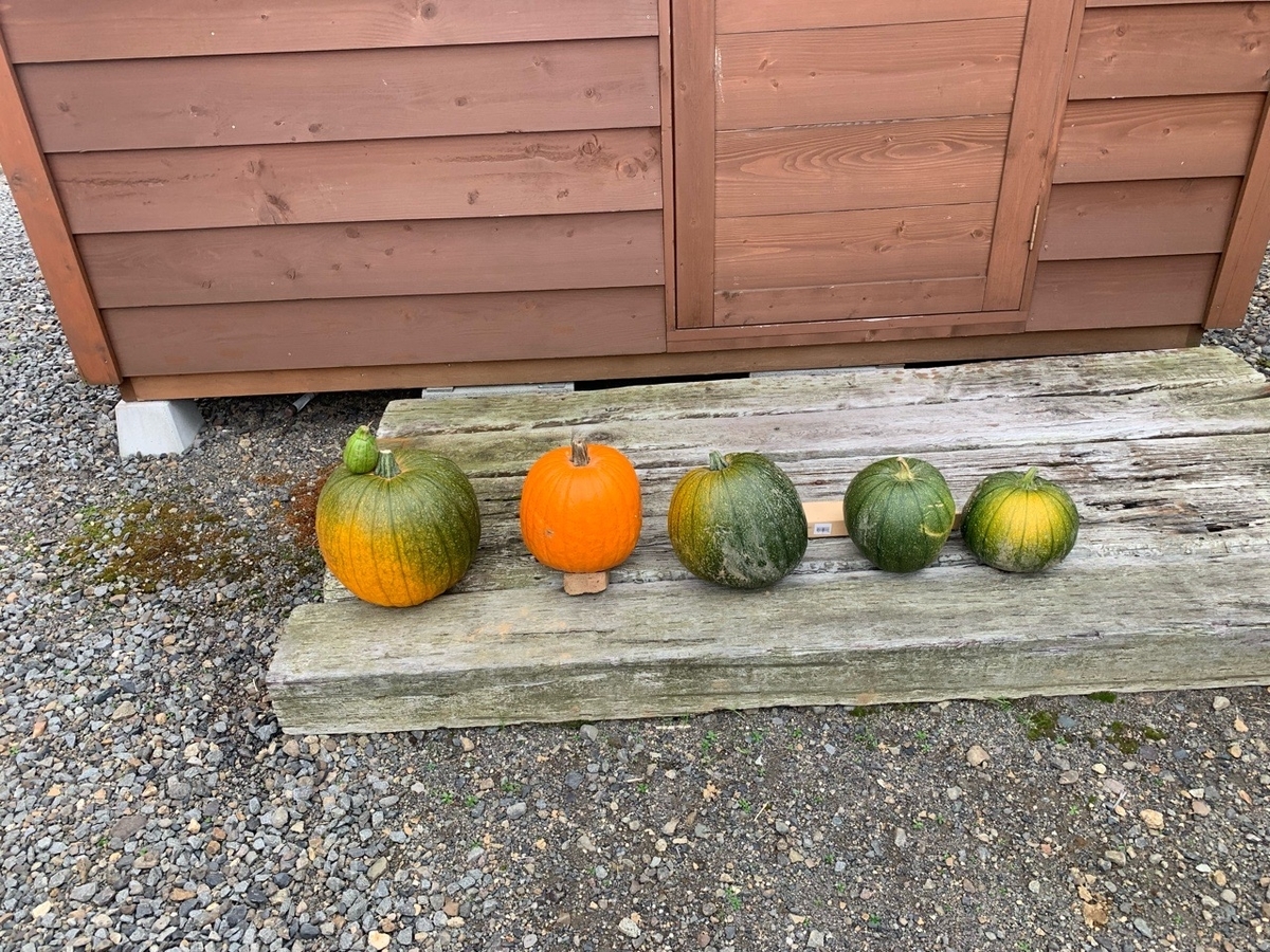 f:id:sccmx037:20211020164227j:plain