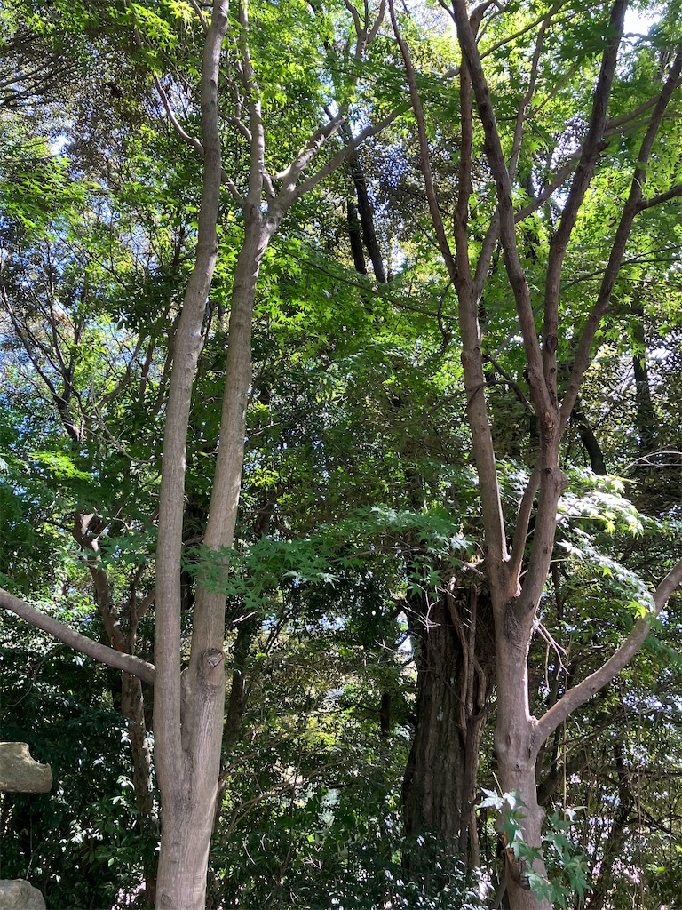 f:id:scene45:20241012160933j:image