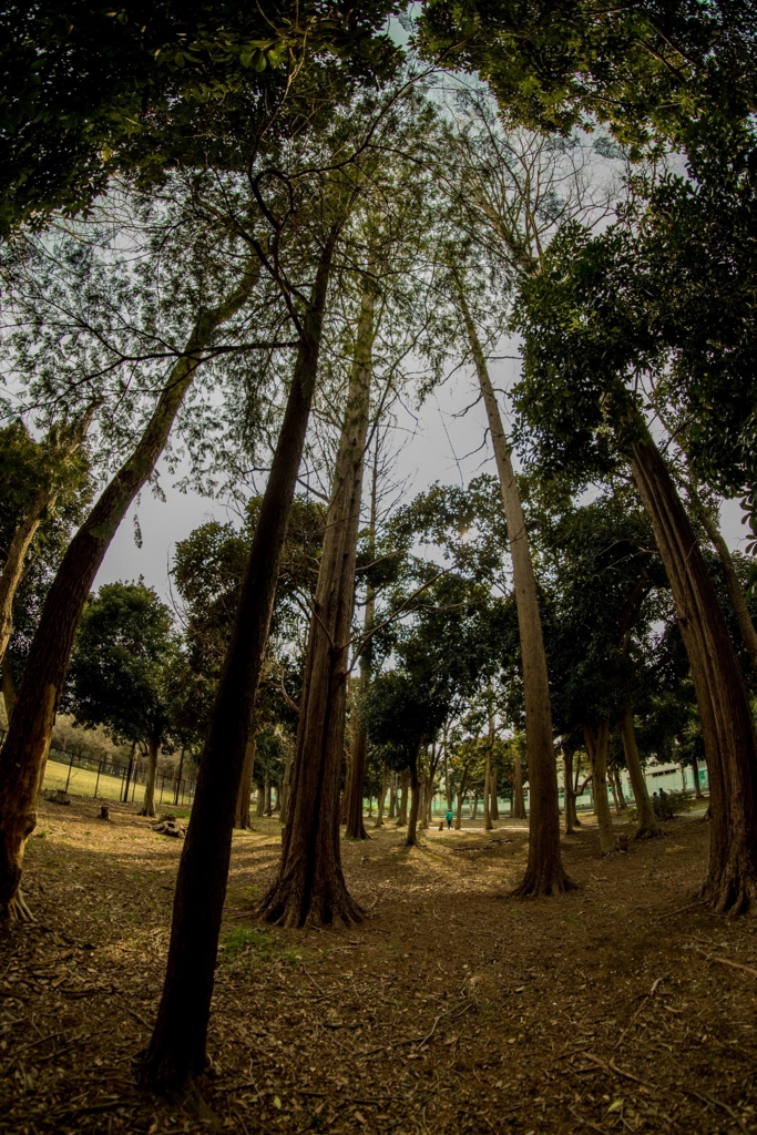 Samyangの格安魚眼レンズ「8mm F2.8 UMC FISH-EYE II」を購入（作例