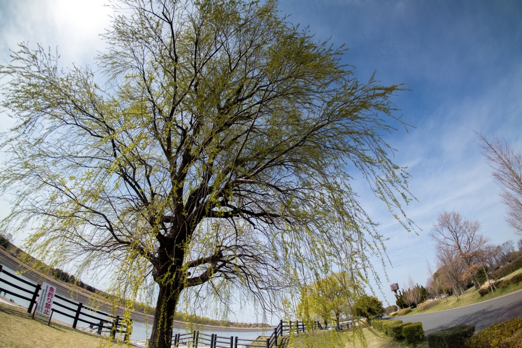 Samyangの格安魚眼レンズ「8mm F2.8 UMC FISH-EYE II」を購入(作例 Samyangの格安魚眼レンズ「8mm F2.8 UMC FISH-EYE II」を購入(作例
