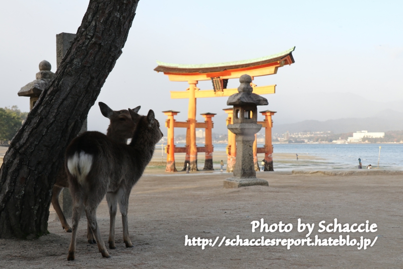 厳島神社-シカ
