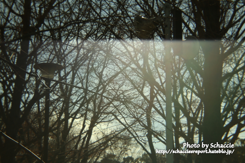 Holga-lens-HL-C-作例8