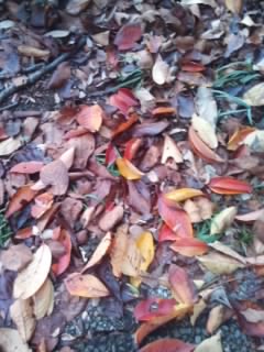 f:id:schazzie:20141121161748j:image