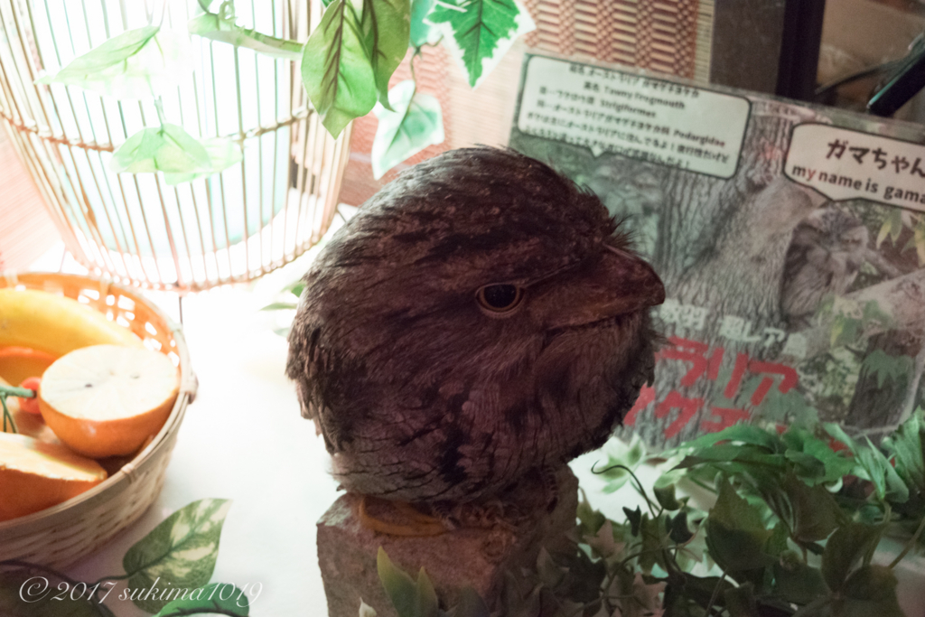 f:id:schemakun:20170222232346j:plain f:id:schemakun:20170222232346j:plain
