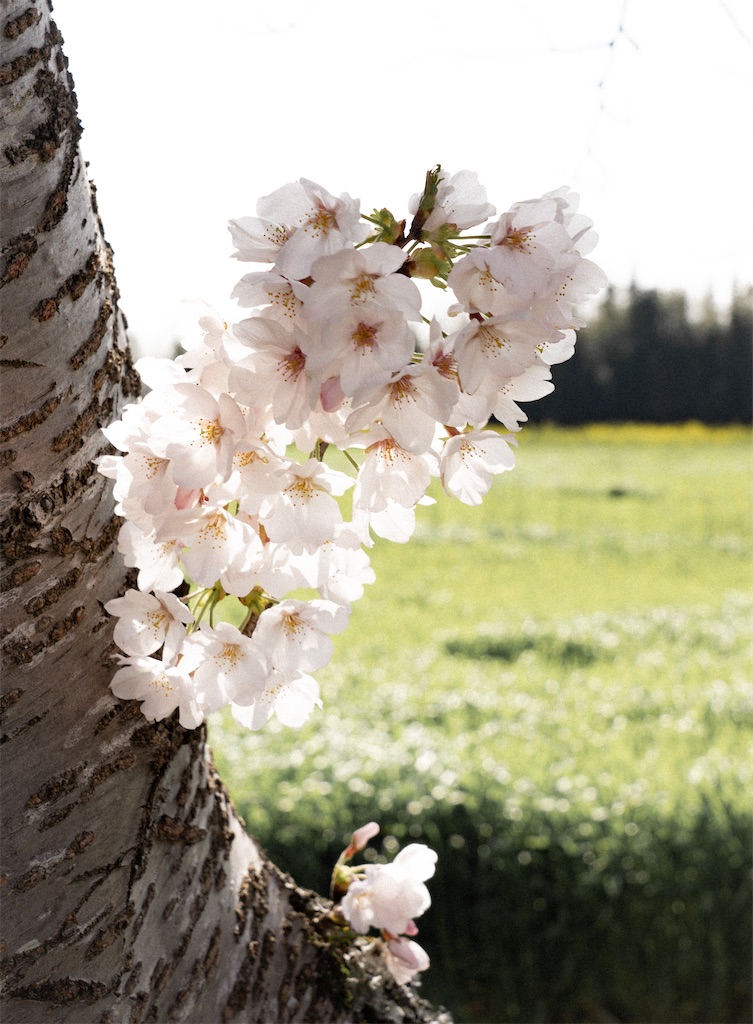 f:id:schhms:20200907222137j:image
