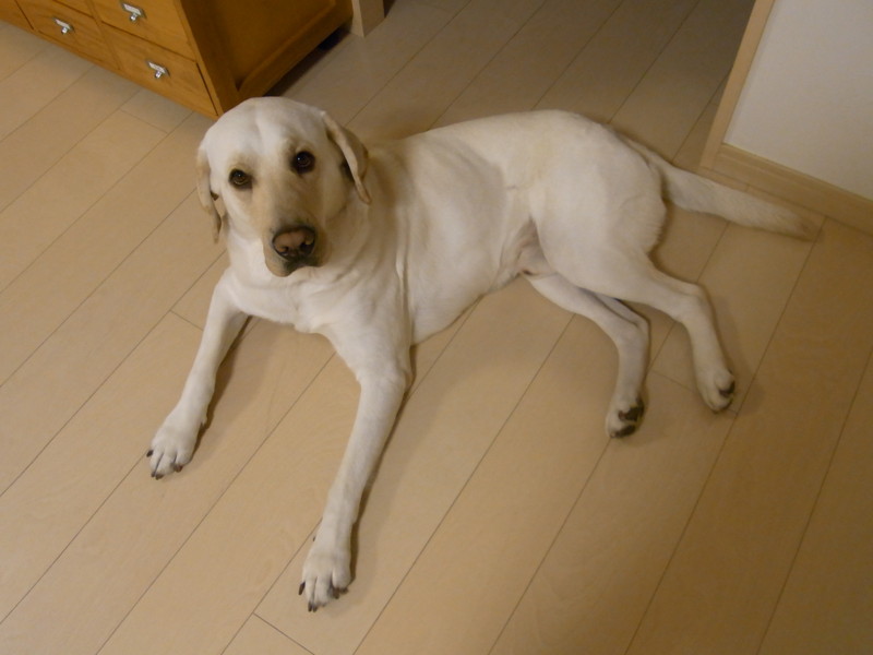 f:id:schoolthousand:20120109204551j:image:w360