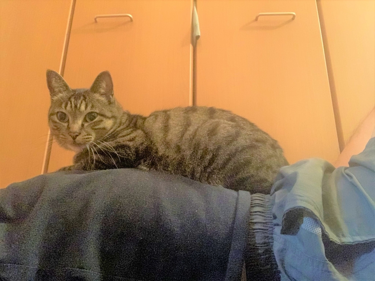 f:id:schunchi2007:20191231051728j:plain