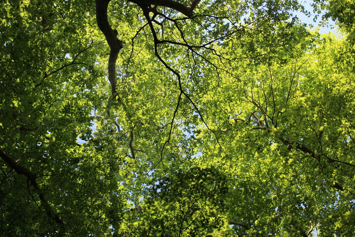 f:id:schunchi2007:20200517132550j:plain