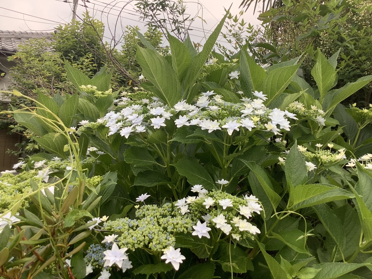 f:id:schunchi2007:20200607202948j:plain f:id:schunchi2007:20200607202948j:plain