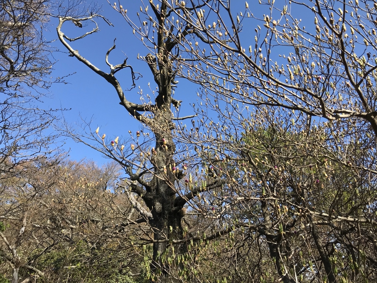 f:id:schunchi2007:20210505195901j:plain