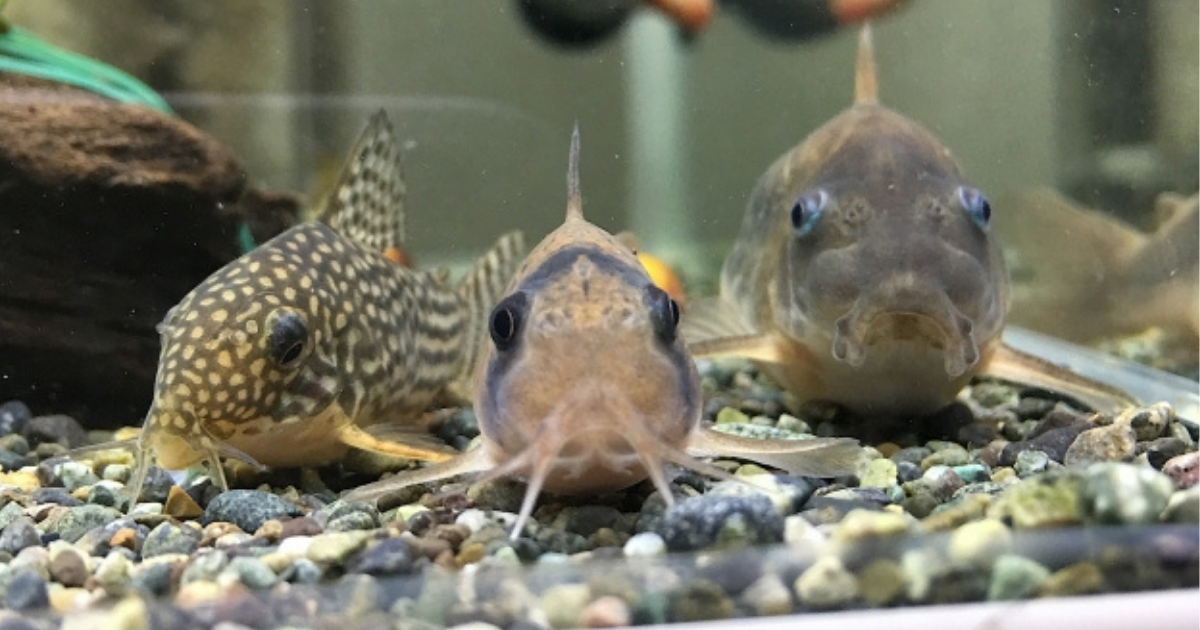 アクアリウム イマジナリーヌラリヒョンと過ごす日々