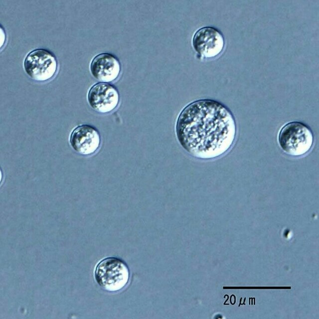 f:id:scienceimformation:20190516162938j:image