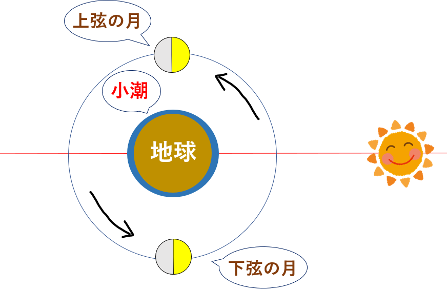 上弦の月と下弦の月の時には小潮になる
