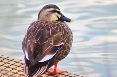 水面と鳥