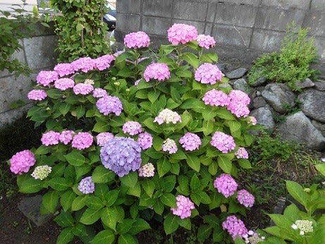 早朝の庭の花たちは元気溌剌・・・・・いわき - いわき・うぶすな広場だより