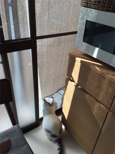 f:id:sconeko:20200211164100j:image