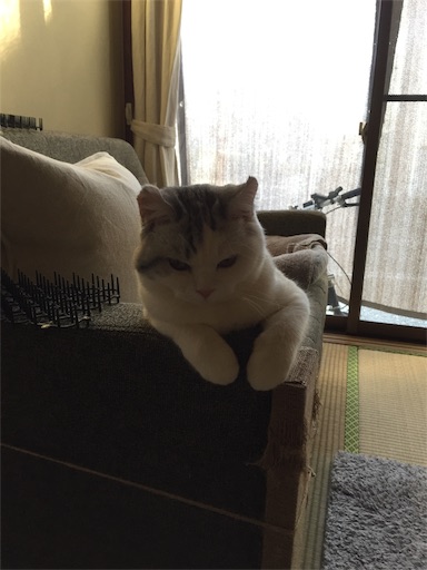 f:id:sconeko:20200214093054j:image f:id:sconeko:20200214093054j:image