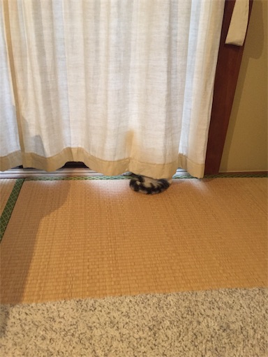 f:id:sconeko:20200216085342j:image f:id:sconeko:20200216085342j:image