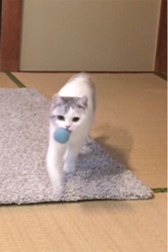 f:id:sconeko:20200217200743j:image f:id:sconeko:20200217200743j:image