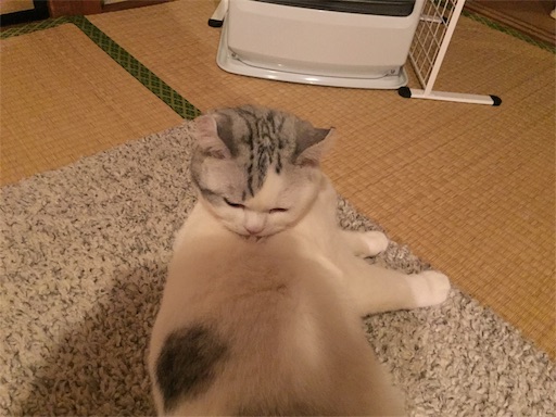 f:id:sconeko:20200307000843j:image