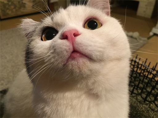 f:id:sconeko:20200307000846j:image