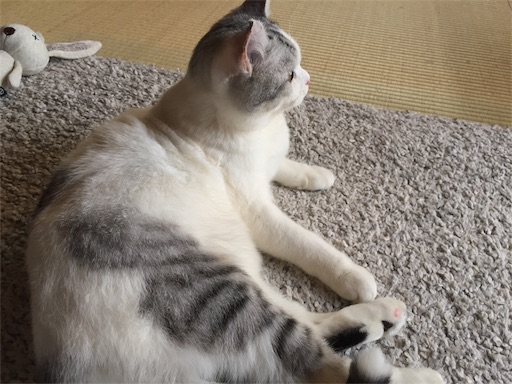 f:id:sconeko:20200310122542j:image