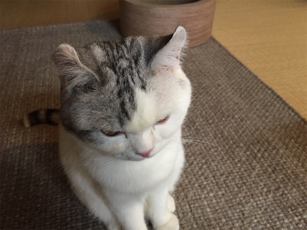f:id:sconeko:20200401104631j:image