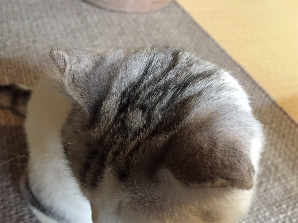 f:id:sconeko:20200401104636j:image