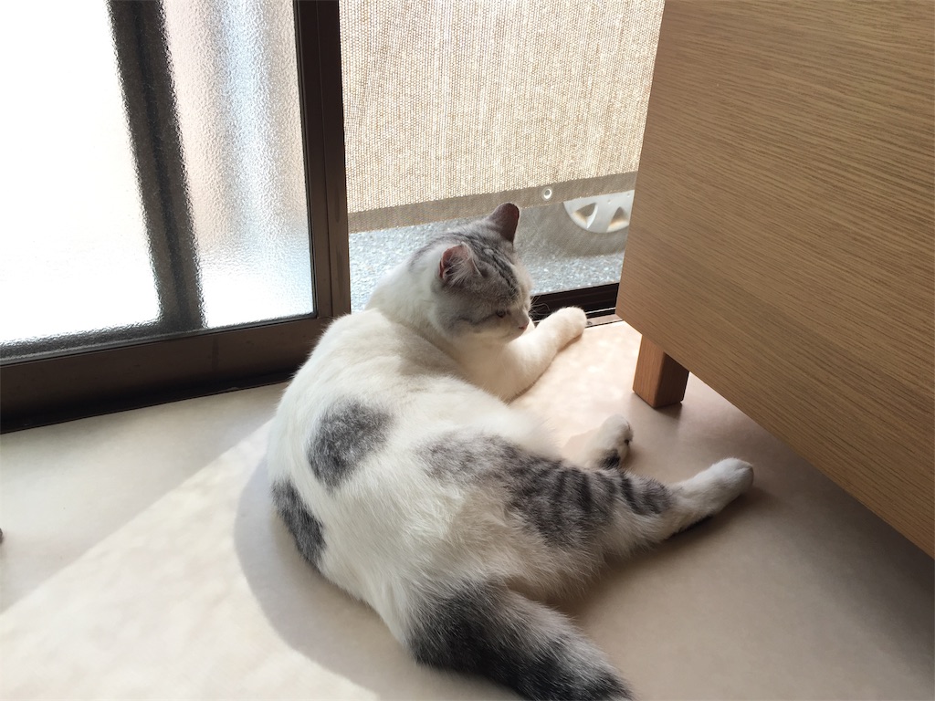 f:id:sconeko:20200402145122j:image