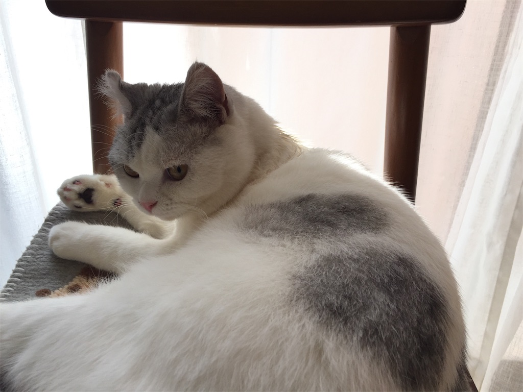 f:id:sconeko:20200403151318j:image f:id:sconeko:20200403151318j:image