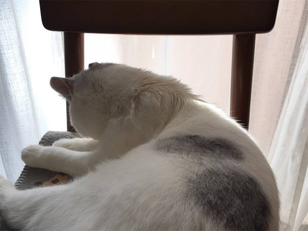 f:id:sconeko:20200403151322j:image f:id:sconeko:20200403151322j:image