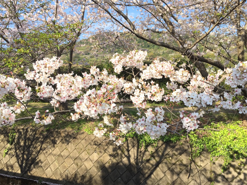f:id:sconeko:20200406205352j:image